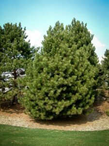 Сосна Чёрная (Pinus Nigra) купить по цене от 270.00р. в интернет-магазине «Посадика» с доставкой почтой в в Лыткариное и по всей России – [изображение №1].