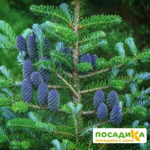 Пихта корейская (Abies koreana) купить по цене от 450.00р. в интернет-магазине «Посадика» с доставкой почтой в в Лыткариное и по всей России – [изображение №1].