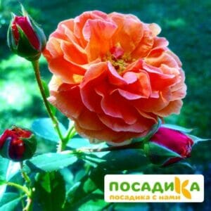 Роза Арабия купить по цене от 350.00р. в интернет-магазине «Посадика» с доставкой почтой в в Лыткариное и по всей России – [изображение №1].