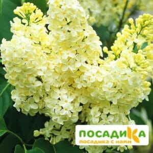 Сирень Примроуз (Primrose) купить по цене от 529.00р. в интернет-магазине «Посадика» с доставкой почтой в в Лыткариное и по всей России – [изображение №1].