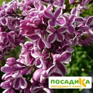 Сирень Сенсация купить по цене от 529.00р. в интернет-магазине «Посадика» с доставкой почтой в в Лыткариное и по всей России – [изображение №1].