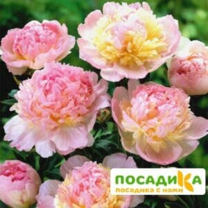 Пион Распберри Сандей (Paeonia Raspberry Sundae) купить по цене от 959р. в интернет-магазине «Посадика» с доставкой почтой в в Лыткариное и по всей России – [изображение №1].