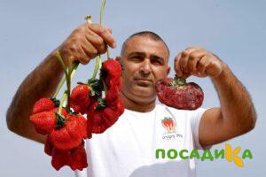 Клубника Гигант Джорнея купить по цене от 266р. в интернет-магазине «Посадика» с доставкой почтой в в Лыткариное и по всей России – [изображение №1].