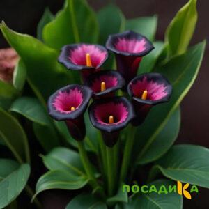 Калла Аура Лейс купить по цене от 400р. в интернет-магазине «Посадика» с доставкой почтой в в Лыткариное и по всей России – [изображение №1].