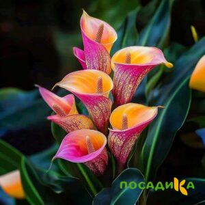 Калла Оникс купить по цене от 450р. в интернет-магазине «Посадика» с доставкой почтой в в Лыткариное и по всей России – [изображение №1].