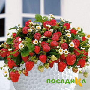 Клубника Рубиновый Шепот (горшечная) купить по цене от 240р. в интернет-магазине «Посадика» с доставкой почтой в в Лыткариное и по всей России – [изображение №1].