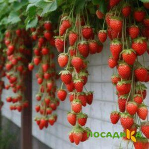 Клубника вьющаяся Комплимент купить по цене от 470р. в интернет-магазине «Посадика» с доставкой почтой в в Лыткариное и по всей России – [изображение №1].