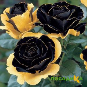 Роза Ханни Сикл купить по цене от 700р. в интернет-магазине «Посадика» с доставкой почтой в в Лыткариное и по всей России – [изображение №1].