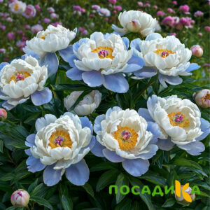 Пион акварельный Этюд купить по цене от 806р. в интернет-магазине «Посадика» с доставкой почтой в в Лыткариное и по всей России – [изображение №1].