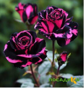 Роза Багровый Шепот купить по цене от 366р. в интернет-магазине «Посадика» с доставкой почтой в в Лыткариное и по всей России – [изображение №1].