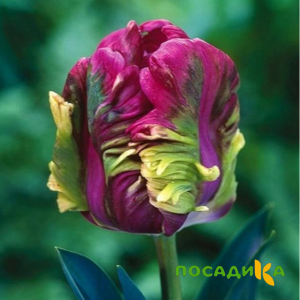 Тюльпан Экзотик Хэвен купить по цене от 186р. в интернет-магазине «Посадика» с доставкой почтой в в Лыткариное и по всей России – [изображение №1].
