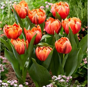 Тюльпан Гудошник Дабл купить по цене от 185р. в интернет-магазине «Посадика» с доставкой почтой в в Лыткариное и по всей России – [изображение №1].