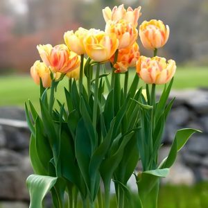 Тюльпан Верона Санрайз купить по цене от 280р. в интернет-магазине «Посадика» с доставкой почтой в в Лыткариное и по всей России – [изображение №1].