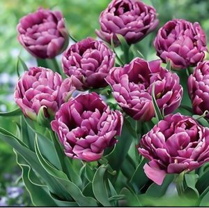 Тюльпан Айс Крим купить по цене от 430р. в интернет-магазине «Посадика» с доставкой почтой в в Лыткариное и по всей России – [изображение №1].