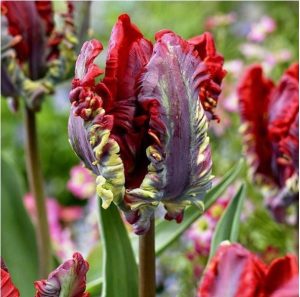 Тюльпан Рококо купить по цене от 350р. в интернет-магазине «Посадика» с доставкой почтой в в Лыткариное и по всей России – [изображение №1].