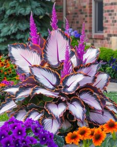 Хоста Кримэн Дрим купить по цене от 549р. в интернет-магазине «Посадика» с доставкой почтой в в Лыткариное и по всей России – [изображение №1].