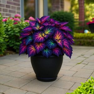 Хоста Фрости Блю купить по цене от 389р. в интернет-магазине «Посадика» с доставкой почтой в в Лыткариное и по всей России – [изображение №1].