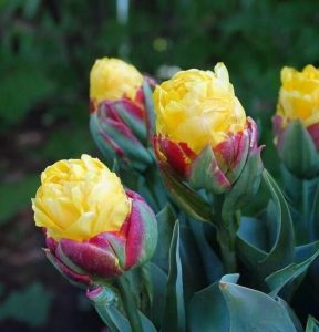 Тюльпан Айс Крим Банана купить по цене от 360р. в интернет-магазине «Посадика» с доставкой почтой в в Лыткариное и по всей России – [изображение №1].