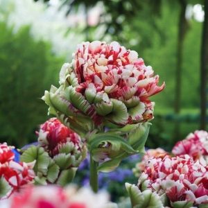 Тюльпан Дабл Флеминг Берд купить по цене от 249р. в интернет-магазине «Посадика» с доставкой почтой в в Лыткариное и по всей России – [изображение №1].