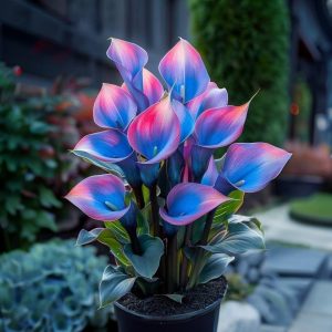 Калла Импрессия купить по цене от 590р. в интернет-магазине «Посадика» с доставкой почтой в в Лыткариное и по всей России – [изображение №1].