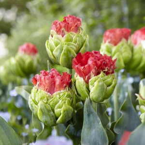 Тюльпан Бычий Глаз купить по цене от 275р. в интернет-магазине «Посадика» с доставкой почтой в в Лыткариное и по всей России – [изображение №1].