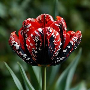 Тюльпан Вельвет Файер купить по цене от 394р. в интернет-магазине «Посадика» с доставкой почтой в в Лыткариное и по всей России – [изображение №1].