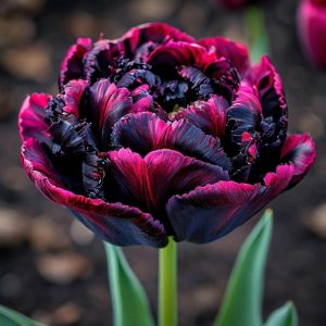 Тюльпан Фламинго купить по цене от 500р. в интернет-магазине «Посадика» с доставкой почтой в в Лыткариное и по всей России – [изображение №1].