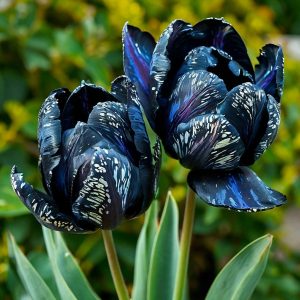 Тюльпан Блю Фог купить по цене от 500р. в интернет-магазине «Посадика» с доставкой почтой в в Лыткариное и по всей России – [изображение №1].