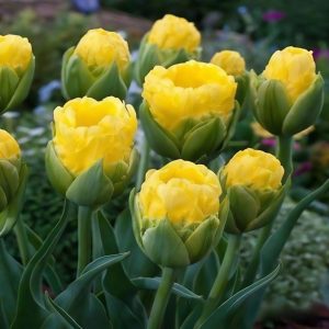 Тюльпан махровый Ванила Коп купить по цене от 159р. в интернет-магазине «Посадика» с доставкой почтой в в Лыткариное и по всей России – [изображение №1].