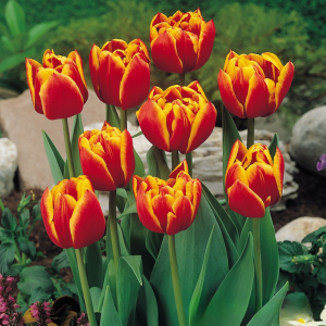 Тюльпан Блэк Фаер купить по цене от 275р. в интернет-магазине «Посадика» с доставкой почтой в в Лыткариное и по всей России – [изображение №1].