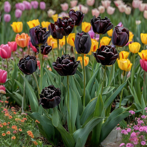 Тюльпан махровый Рейдинс Дарк купить по цене от 230р. в интернет-магазине «Посадика» с доставкой почтой в в Лыткариное и по всей России – [изображение №1].
