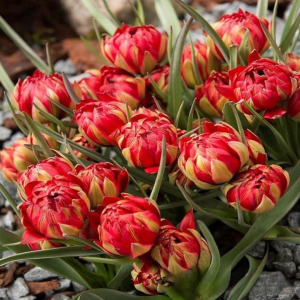 Тюльпан Ап Пинк купить по цене от 390р. в интернет-магазине «Посадика» с доставкой почтой в в Лыткариное и по всей России – [изображение №1].