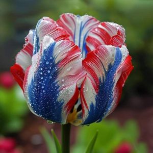 Тюльпан Ремс Сенсейшн купить по цене от 219р. в интернет-магазине «Посадика» с доставкой почтой в в Лыткариное и по всей России – [изображение №1].