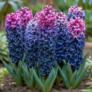 Гиацинт Блю Спринг купить по цене от 2099р. в интернет-магазине «Посадика» с доставкой почтой в в Лыткариное и по всей России – [изображение №1].