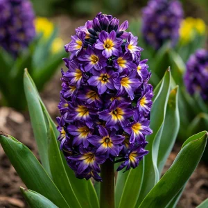 Гиацинт Вельвет Колор купить по цене от 2099р. в интернет-магазине «Посадика» с доставкой почтой в в Лыткариное и по всей России – [изображение №1].