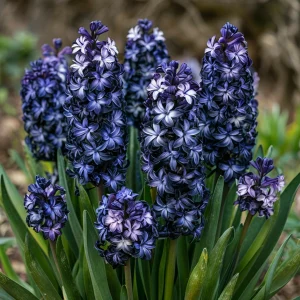 Гиацинт Блум Клауд купить по цене от 2099р. в интернет-магазине «Посадика» с доставкой почтой в в Лыткариное и по всей России – [изображение №1].