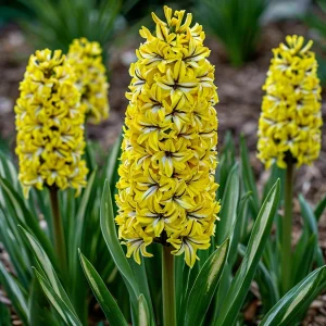 Гиацинт Сансет Голд купить по цене от 2099р. в интернет-магазине «Посадика» с доставкой почтой в в Лыткариное и по всей России – [изображение №1].