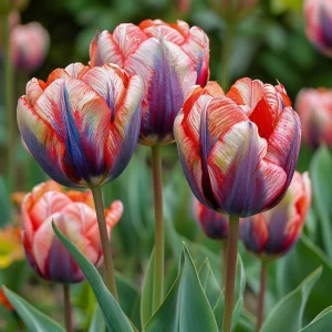 Тюльпан Эбисан Грэйс купить по цене от 217р. в интернет-магазине «Посадика» с доставкой почтой в в Лыткариное и по всей России – [изображение №1].