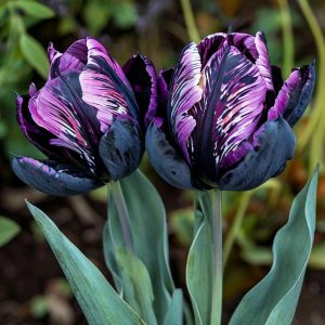Тюльпан Блэк Каньон купить по цене от 305р. в интернет-магазине «Посадика» с доставкой почтой в в Лыткариное и по всей России – [изображение №1].