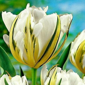 Тюльпан Экзотик Пуруссима купить по цене от 305р. в интернет-магазине «Посадика» с доставкой почтой в в Лыткариное и по всей России – [изображение №1].