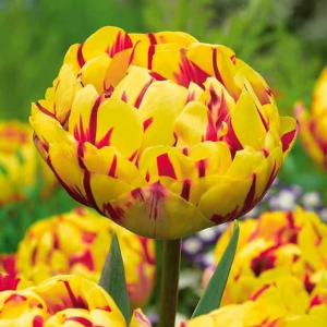 Тюльпан махровый Голден Ницц купить по цене от 361р. в интернет-магазине «Посадика» с доставкой почтой в в Лыткариное и по всей России – [изображение №1].