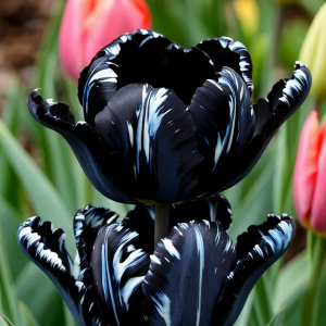 Тюльпан Шелк Нуар купить по цене от 219р. в интернет-магазине «Посадика» с доставкой почтой в в Лыткариное и по всей России – [изображение №1].