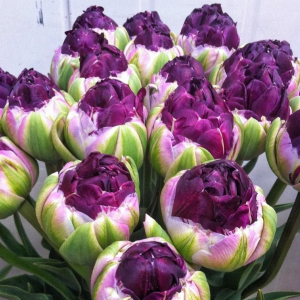 Тюльпан Анаконда купить по цене от 450р. в интернет-магазине «Посадика» с доставкой почтой в в Лыткариное и по всей России – [изображение №1].