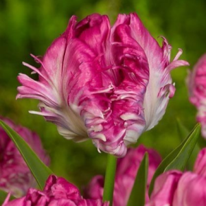 Тюльпан махровый Кул Кристал купить по цене от 400р. в интернет-магазине «Посадика» с доставкой почтой в в Лыткариное и по всей России – [изображение №1].