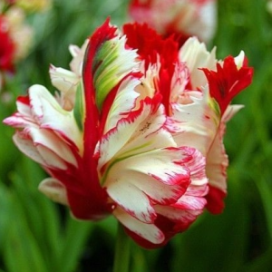 Тюльпан Эстелла Рижнвельд купить по цене от 500р. в интернет-магазине «Посадика» с доставкой почтой в в Лыткариное и по всей России – [изображение №1].