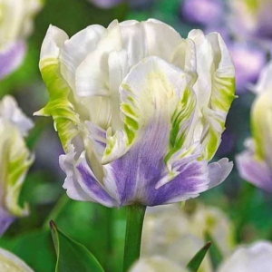 Тюльпан Уайт Лизарт купить по цене от 360р. в интернет-магазине «Посадика» с доставкой почтой в в Лыткариное и по всей России – [изображение №1].