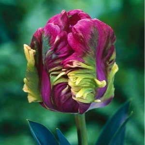 Тюльпан Экзотик Хэвен купить по цене от 186р. в интернет-магазине «Посадика» с доставкой почтой в в Лыткариное и по всей России – [изображение №1].