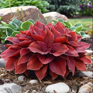 Хоста Рэд Эйнджл купить по цене от 549р. в интернет-магазине «Посадика» с доставкой почтой в в Лыткариное и по всей России – [изображение №1].