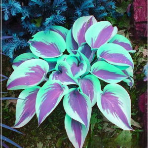 Хоста Висперин Бьюти купить по цене от 379р. в интернет-магазине «Посадика» с доставкой почтой в в Лыткариное и по всей России – [изображение №1].