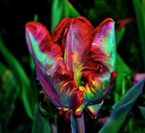 Тюльпан Эирпрайз купить по цене от 270р. в интернет-магазине «Посадика» с доставкой почтой в в Лыткариное и по всей России – [изображение №1].